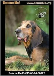 Black And Tan Coonhound Rescue Black And Tan Coonhound Rescue Arizona Coonhound English Coonhound Black And Tan