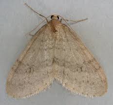 Image result for Operophtera fagata