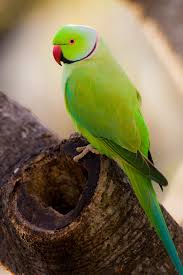 Green Bird With Red Ring Around Neck I Got My Green Ringneck Parakeet 8 Weeks From Order Right After Easter Great Service And My Bird Is Healthy And G Parakeet Ring Necked Parakeet Parakeet Art