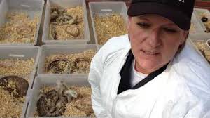 Snake house: Hundreds found, most 'just bones'