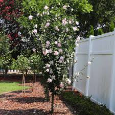 White Rose of Sharon Althea Shrubs for Sale