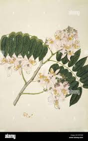 Image result for Cassia nodosa