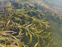 Image result for Potamogeton schweinfurthii