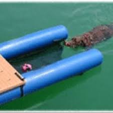 The Floating Dog Ramp Dog Ramp Welcome To My House Pets