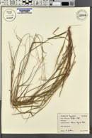 Image result for Acroceras macrum