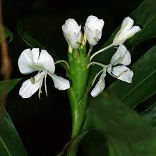 We did not find results for: Hedychium Coronarium White Ginger White Garland Lily Butterfly Ginger Hawaiian Plants And Tropical Flowers