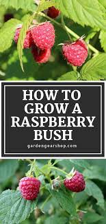 How To Grow Raspberries Growing Raspberries Raspberry Plants Raspberry Bush