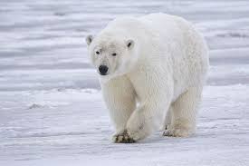 Yeti May Be Undescribed Bear Species Focusing On Wildlife Polar Bear Pictures Of Polar Bears Polar