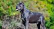 Cane Corso For Sale in Virginia - Hoobly Classifieds