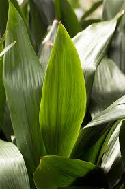 Shop our great selection of home décor & save. The Best Houseplants For Low Light Spaces