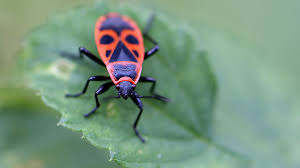 Zwischen all den insekten gemeine feuerwanze (pyrrhocoris apterus). Keine Angst Vor Feuerwanzen Darum Sind Sie In Massen Unterwegs Br24