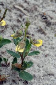 Image result for Crotalaria phyllostachys