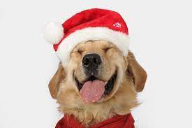 Happy Dog In A Santa Hat You Can Add Santa To Your Photos Try It Out For Free At Capturethemagic Com Christmas Animals Christmas Dog Happy Dogs