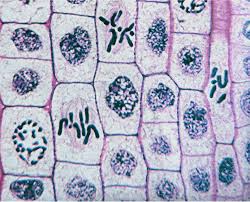 Celldivision Ppt Questions Mitosis Science Cells Teaching Biology