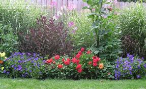 Image result for Browallia americana