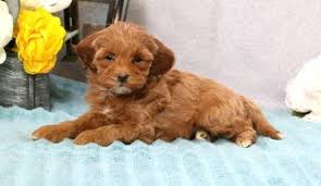 Are cavapoo puppies easy to train? Cavapoo Puppies For Sale Roanoke Va 295219 Petzlover