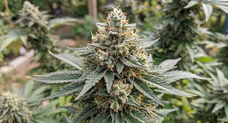Autoflower Cannabis Seeds