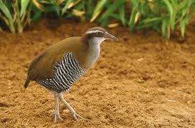 Close To Extinction 35 Critically Endangered Animals Endangered Animals Animals Endangered