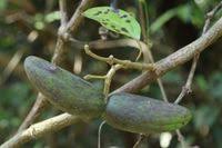 Image result for Mondia ecornuta