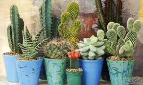 الصبار يعد النبات الأكثر اقتناء لعام 2017 و ايكيا من أحسن الأنواع الصناعية Indoor Cactus Plants Cactus Facts Cactus Plants
