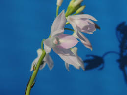 Image result for Polystachya leonardiana