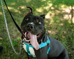 Adopt Binky 31790 On Petfinder Pitbull Terrier Black Labrador Retriever Terrier Mix Dogs