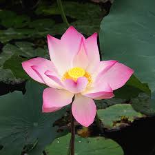 Lotus - Voyage to Vietnam