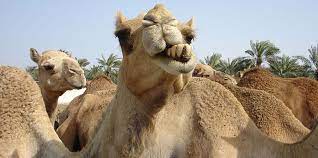 Here's a more specific comparison. Camels Emit Less Methane Than Cows Or Sheep Eth Zurich