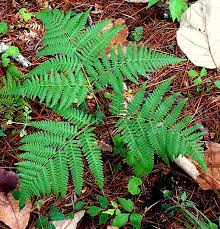 Image result for Pteridium aquilinum