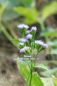 Image result for Ageratum conyzoides