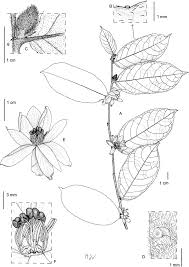 Image result for Viridivia suberosa