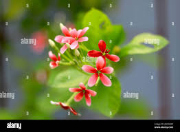 Image result for Hiptage benghalensis