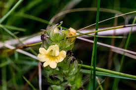 Image result for Alectra sessiliflora