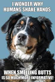 Pin On Dog Memes Hilarious Pictures Funny Memes With Dogs
