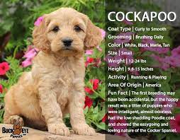 Breedoftheweek Cockapoo Pups Are Friendly Adorable Companions The Cockapoo With Their Cuddl Cockapoo Puppies Pets Dogs Breeds Hypoallergenic Dogs