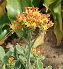 Image result for Kalanchoe lateritia