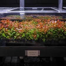 Image result for Ammannia aegyptiaca