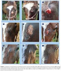 Mastocitoma en un caballo