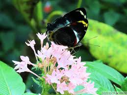 Image result for Pentas bussei