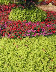 Check spelling or type a new query. Golden Creeping Jenny Lysimachia Nummularia Aurea Wisconsin Horticulture