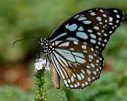 Blue Tiger Butterfly Beautiful Butterflies Butterfly Painting Butterfly