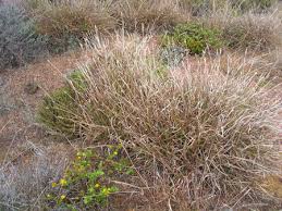 Image result for Bothriochloa