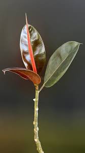 Image result for ficus elastica flower