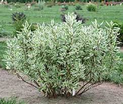 These include american dogwood, florida dogwood, white dogwood, indian arrowwood, white cornel, cornelian tree, false box, and false boxwood. 30 Red Dogwood Ideas Dogwood Red Dogwood Red Twig Dogwood