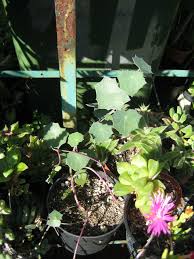 Image result for Senecio oxyriifolius