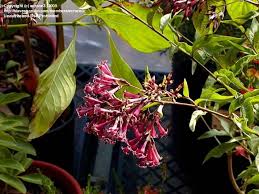 Image result for Cestrum × cultum