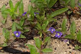 Image result for Aptosimum