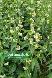 Image result for Vincetoxicum