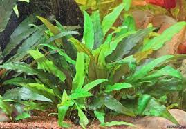The grower only needs a portion of root with a notes: Cryptocoryne Wendtii Grun Gruner Wendtscher Wasserkelch Flowgrow Wasserpflanzen Datenbank