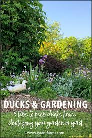 Here are some pest control tips to keep them out. 30 Rodent Pest Proofing Your Garden Ideas In 2021 Garden Pests Garden Rodents